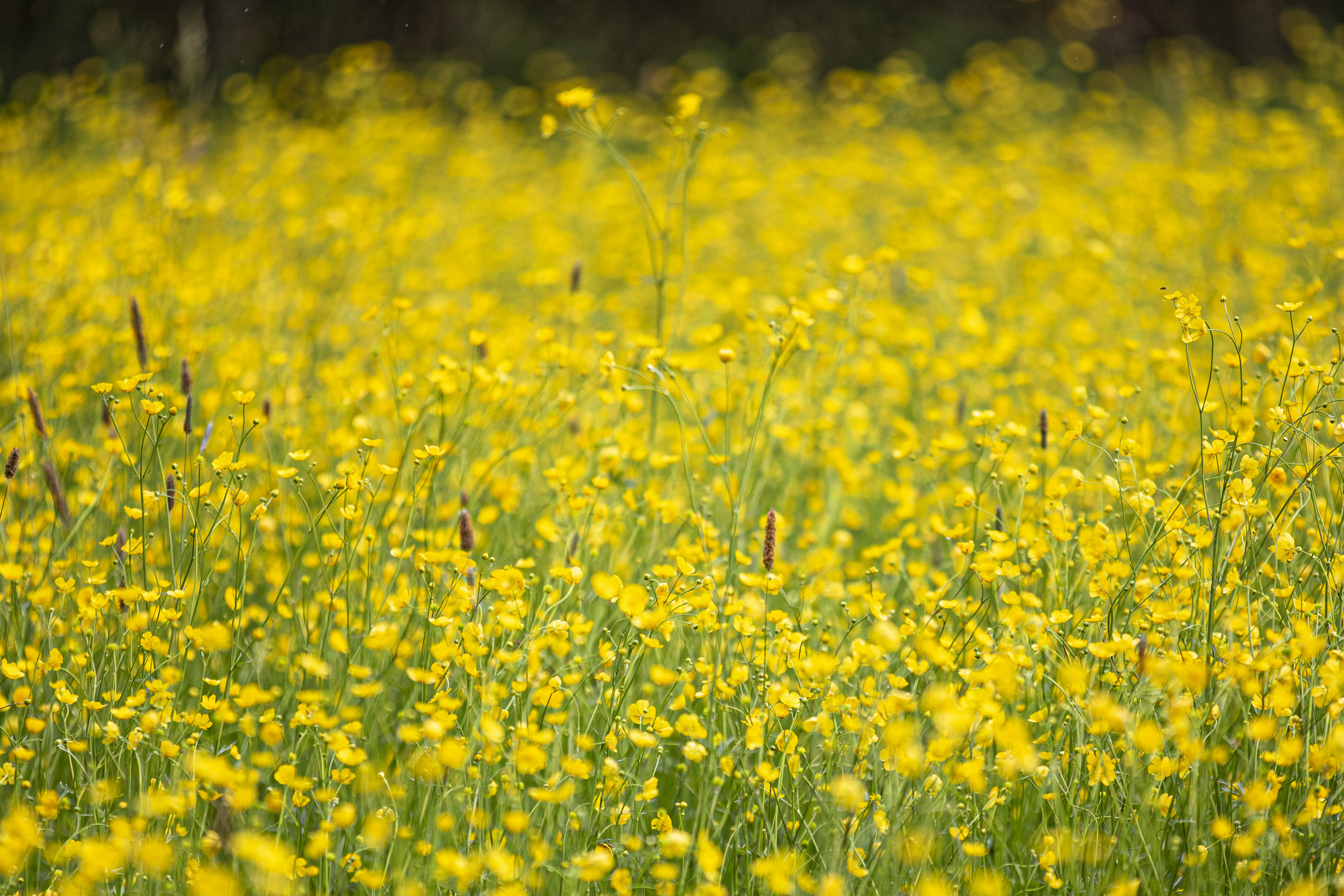 20250503140315 RD4 2563